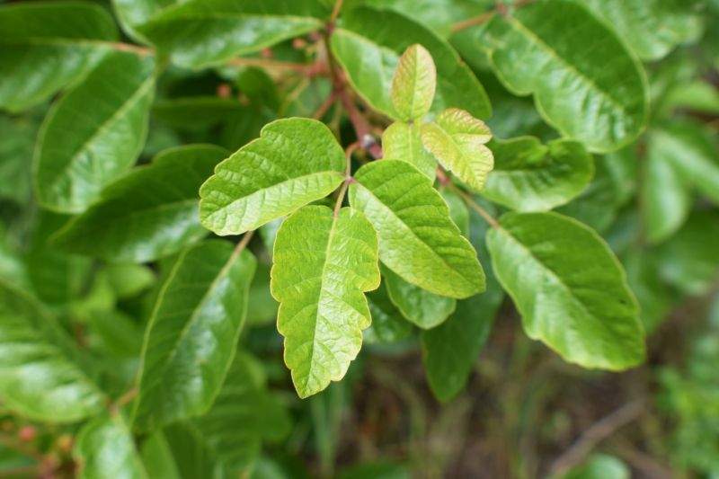 Poison Oak Removal in West Chester, PA